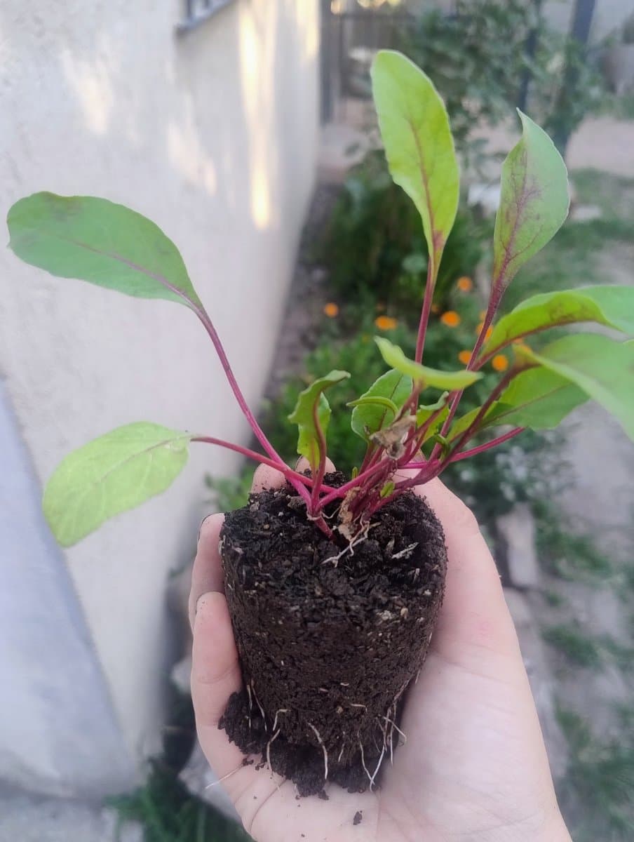 Plantines y semillas 🌻